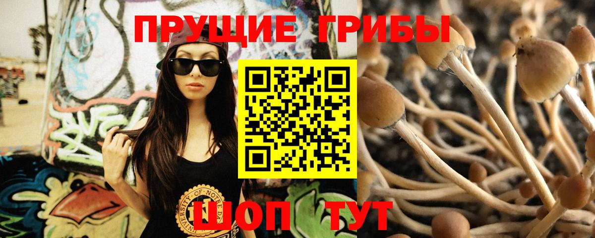 Псилоцибиновые грибы мицелий Ставрополь